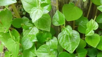 Pruning Peperomia Plants