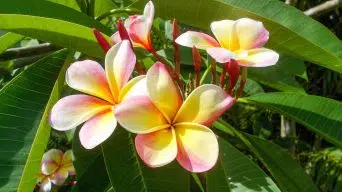 Pruning Plumeria Plants