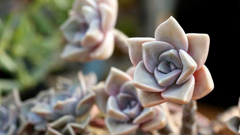 Pruning Succulents