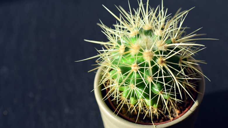 Repotting Cactus Plants