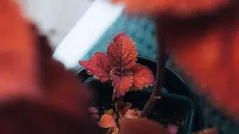 Repotting Coleus Plants