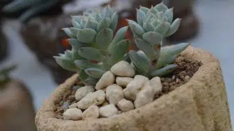 Repotting succulents