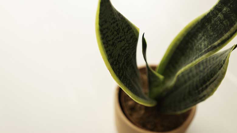 How To Revive a Snake Plant