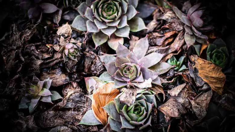 How To Revive a Dying Succulent Plant