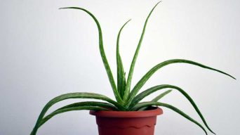 Saving Aloe Plants