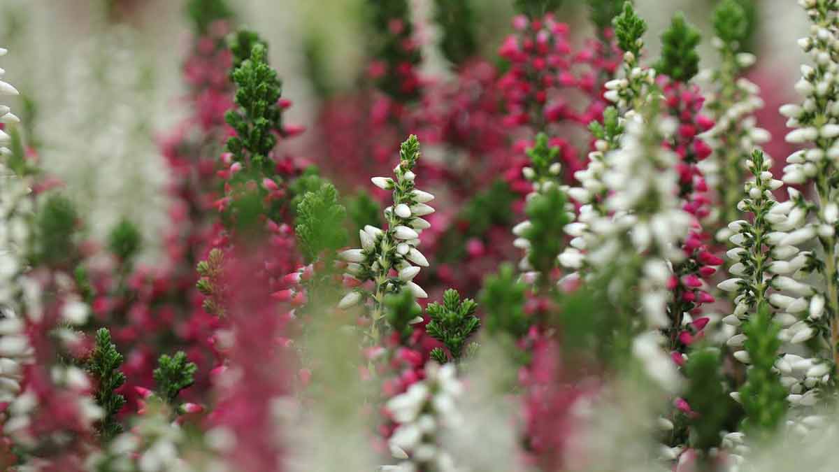 How To Revive Dying Heather Plant