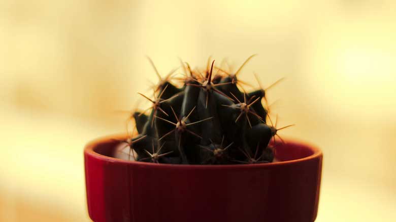 Saving a Dying Cactus