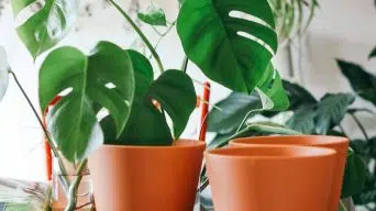 Splitting a Monstera Plant