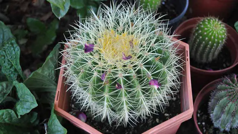 A Healthy Cactus