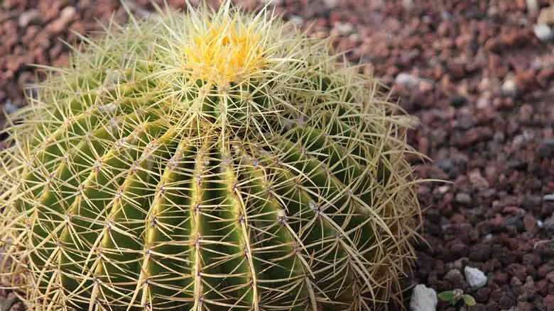 Transplanting Cactus Plants