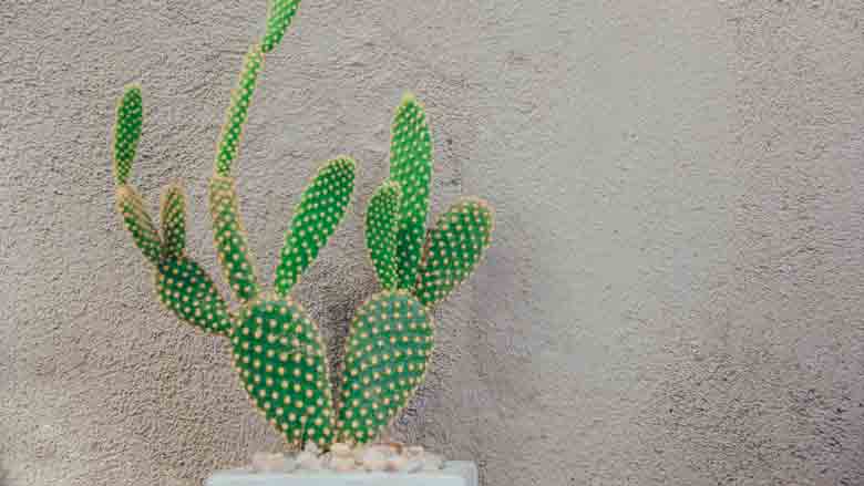 Trimming Cactus Plants