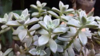 Trimming Succulent Plants