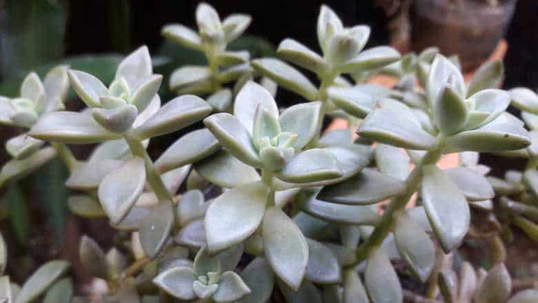How To Trim Succulents: An Easy Guide
