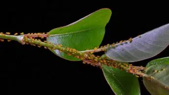 Using Diatomaceous Earth On Houseplants