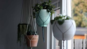 Watering Indoor Hanging Plants without Dripping