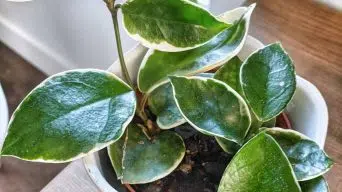 Hoya Leaves Dropping