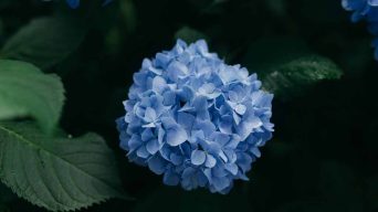 An Hydrangea that is Dying