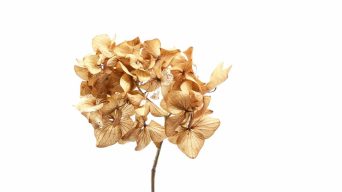 Hydrangea Brown Flower
