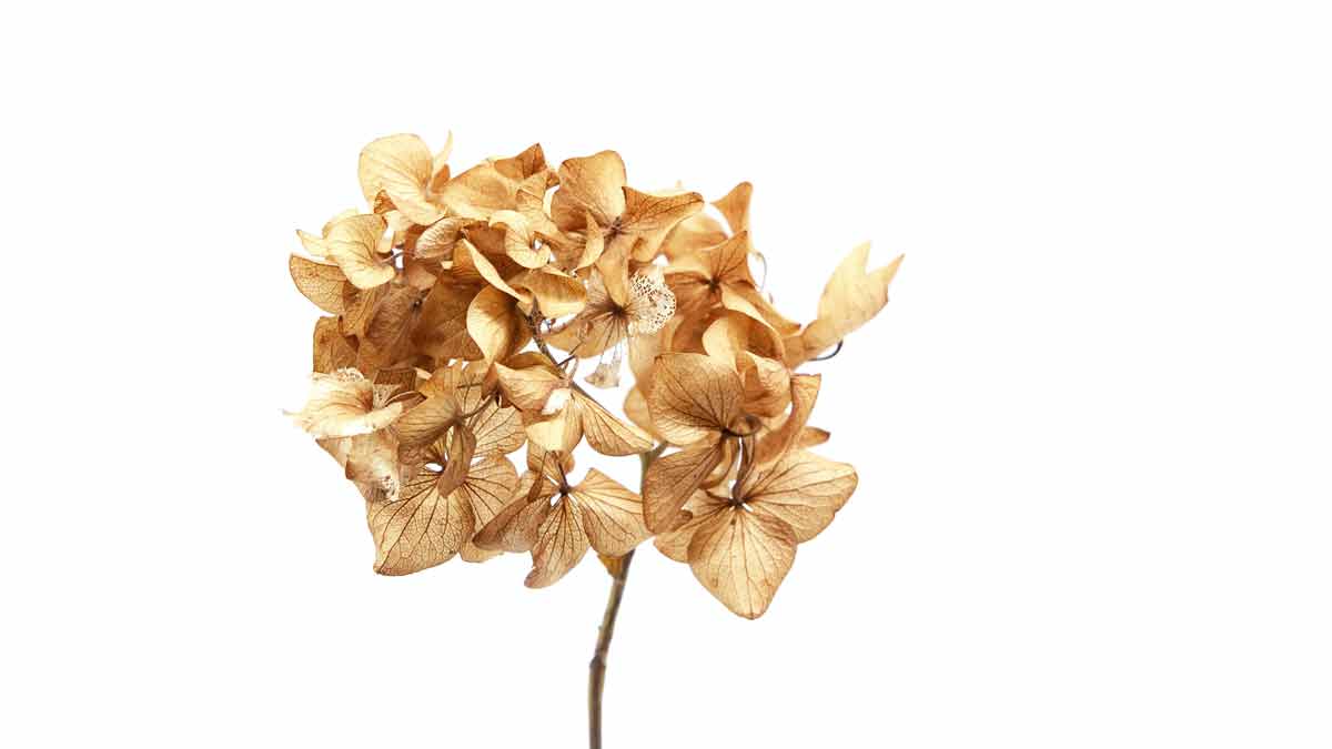 Hydrangea Brown Flower
