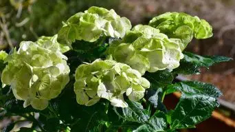 Hydrangea Curling Leaves