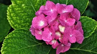 Hydrangea White Leaves