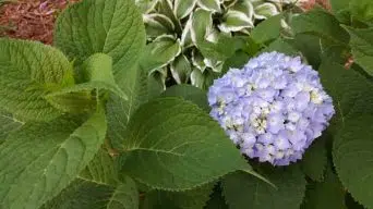 Hydrangea Yellowing Leaves