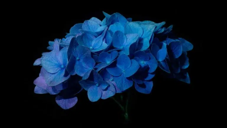 How to Detect and Treat Hydrangea Root Rot: A Complete Guide