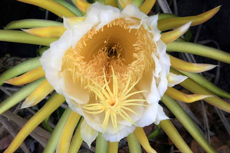 Hylocereus Undated