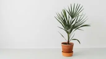 Indoor Palm Tree Brown Leaves