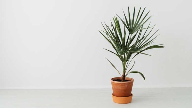 Indoor Palm Tree Leaves Turning Brown? (9 Causes & Solutions)