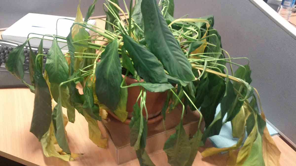 Drooping Indoor Plant Leaves in Pots