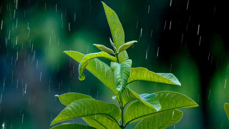 Rainwater and Indoor Plants