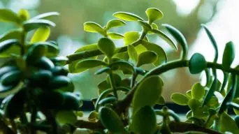 A Drooping Jade Plant