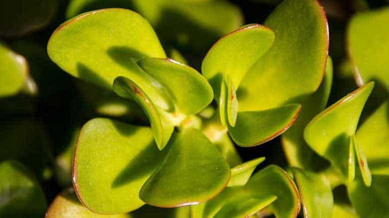 Crassula Ovata (Jade Plant)