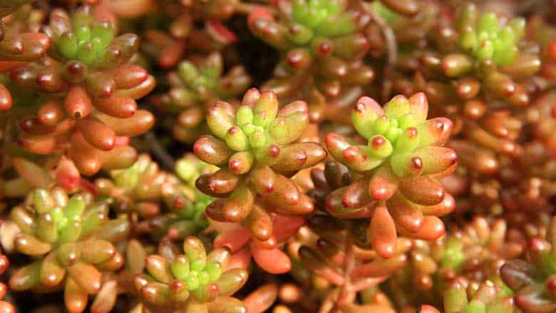 Sedum Rubrotinctum