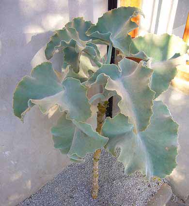 Kalanchoe Beharensis (Felt Bush, Elephant's Ears)