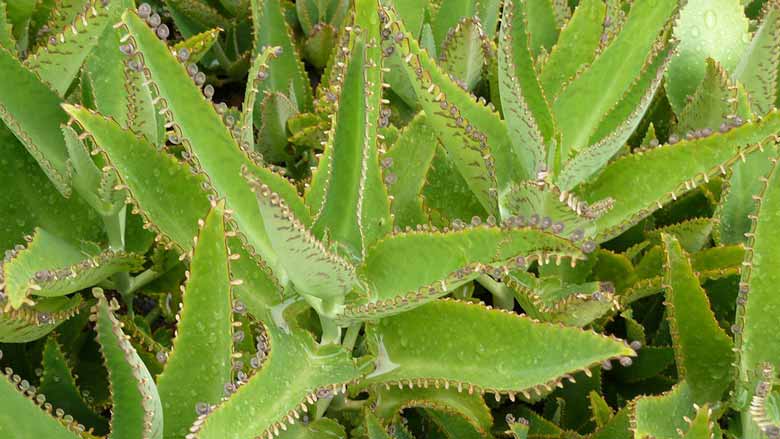 Kalanchoe Daigremontiana