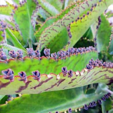 Kalanchoe Daigremontiana (Mother of Thousands)