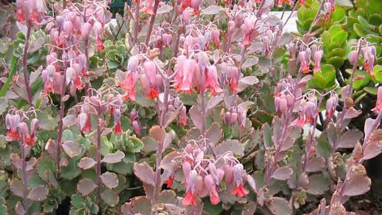 Kalanchoe Fedtschenkoi (Aurora Borealis)