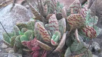 Caring for Kalanchoe Humilis