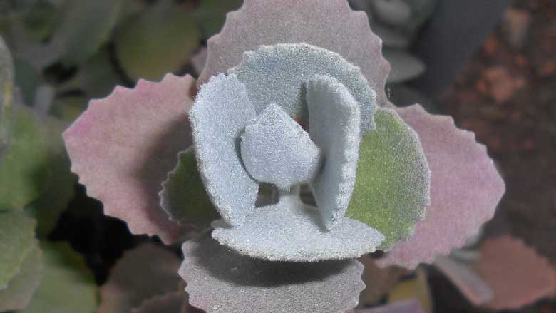 Kalanchoe millotii (Velvet Leaf Kalanchoe)