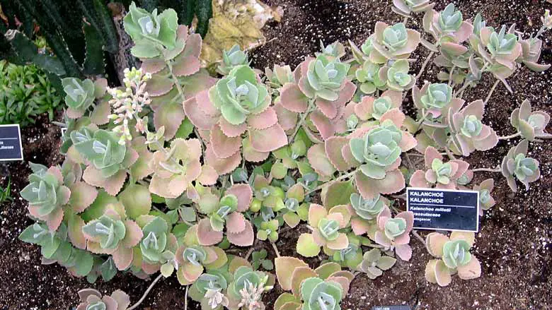 Caring for Kalanchoe Millotii
