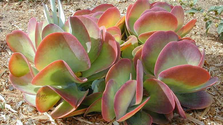 Kalanchoe Thyrsiflora Care and Propagation: A Complete Guide