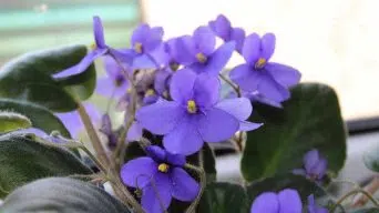 An African Violet Growing Leggy