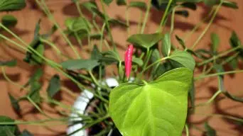 An Anthurium Plant Growing Leggy