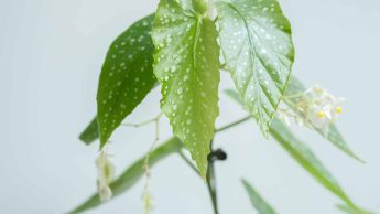 Leggy Begonia Plant