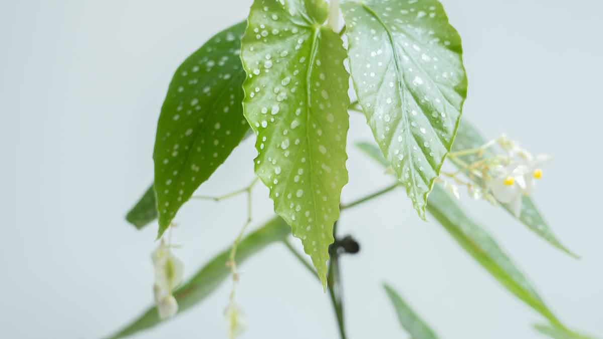 Ay Begonia Plant Growing Leggy