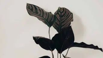 Calathea Plant Growing Leggy