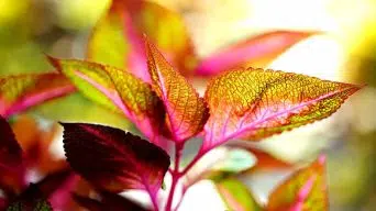 A Coleus Plant Growing Leggy