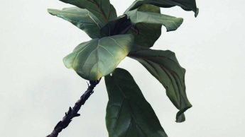 Leggy Fiddle Leaf Fig